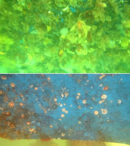 船底清潔 船底清潔