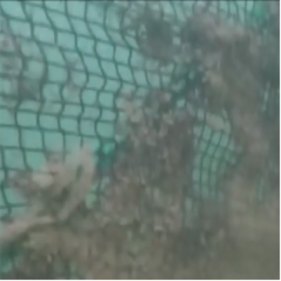 水產養殖網箱清洗的幾種方法優缺點比較